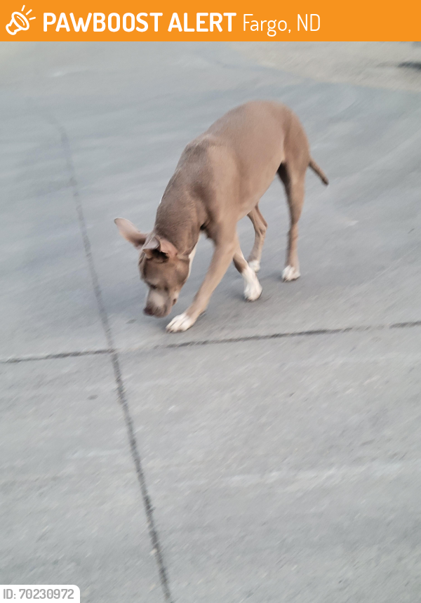 Found/Stray Unknown Dog last seen By roberts street ran along the railroad tracks, Fargo, ND 58102