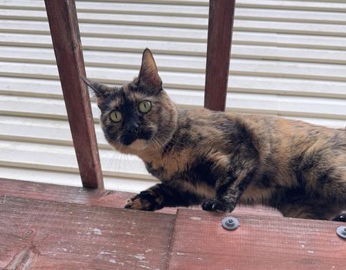 Lost Female Cat last seen Bell rd, Knox County, TN 37918
