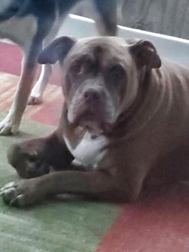 Lost Male Dog last seen Near 102 ave, Surrey, BC V3T 1M8