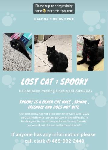 Lost Male Cat last seen Quail Hollow Dr, Grand Prairie, TX 75050