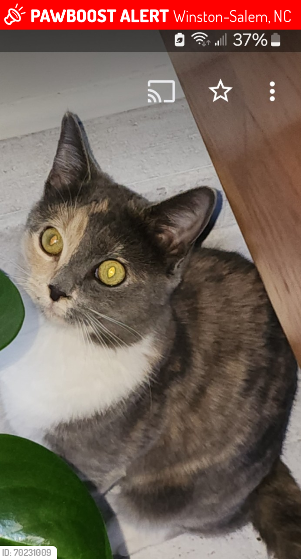 Lost Female Cat last seen Chester rd and Ashley Glen dr, Winston-Salem, NC 27104