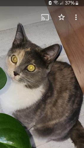 Lost Female Cat last seen Chester rd and Ashley Glen dr, Winston-Salem, NC 27104