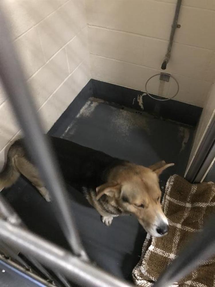 Shelter Stray Unknown Dog last seen Near , Indianapolis, IN 46221