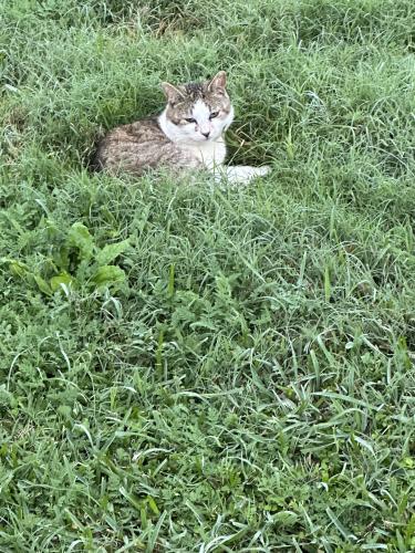 Lost Male Cat last seen Colony apmts , Corpus Christi, TX 78411