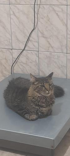 Lost Male Cat last seen Travessa Av Aricanga, Jardim dos Ipes, SP 08161-160