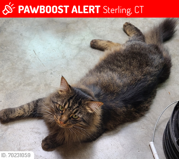Lost Male Cat last seen His  is near the Sterling, CT and Foster, RI town lines, Sterling, CT 06377