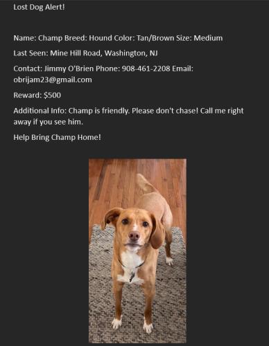 Lost Male Dog last seen Mine hill Road , Oxford, NJ 07863