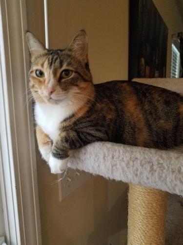 Lost Female Cat last seen Pikeview near Regent Park , Fort Mill, SC 29715