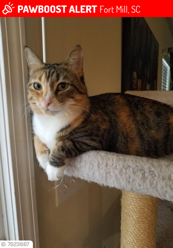 Lost Female Cat last seen Pikeview near Regent Park , Fort Mill, SC 29715