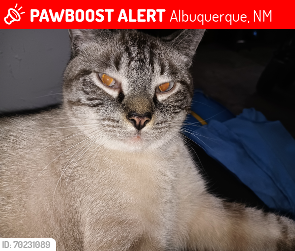 Lost Male Cat last seen Atrisco and five points, Albuquerque, NM 87105