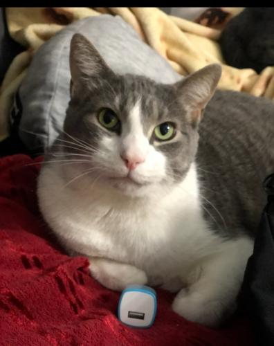 Lost Male Cat last seen South 61st and Normal , Lincoln, NE 68506