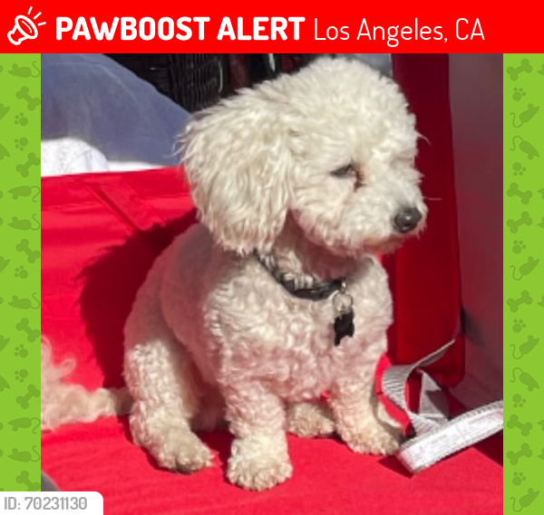 Lost Male Dog last seen El Sereno, Los Angeles, CA 90032