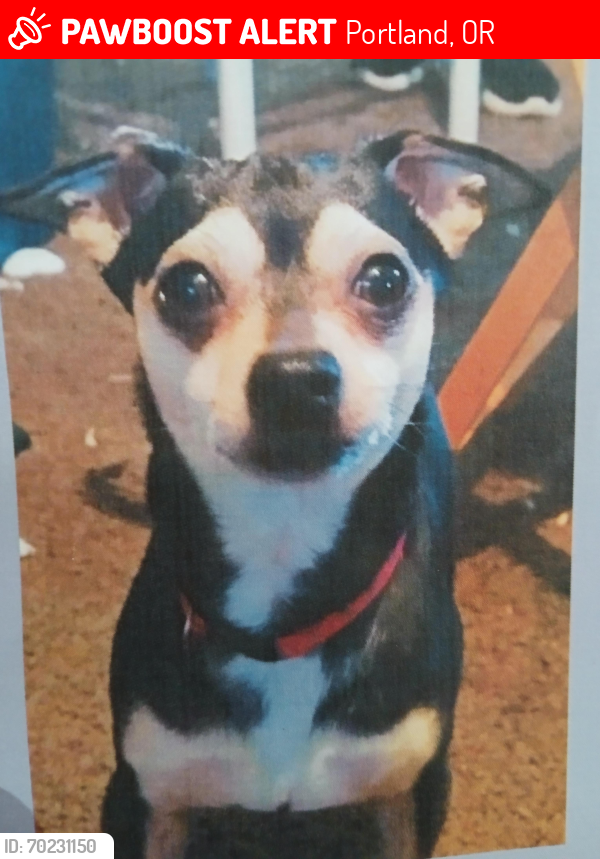 Lost Male Dog last seen 82nd Henderson st , Portland, OR 97206