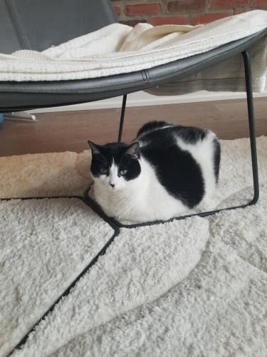 Lost Female Cat last seen Coswell and cosburn, Toronto, ON M4C 3G3