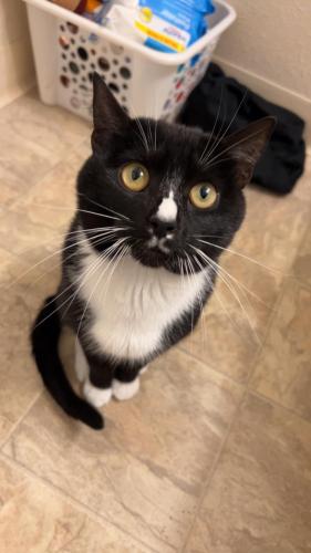 Lost Male Cat last seen North Goldenrod and University, Winter Park, FL 32792