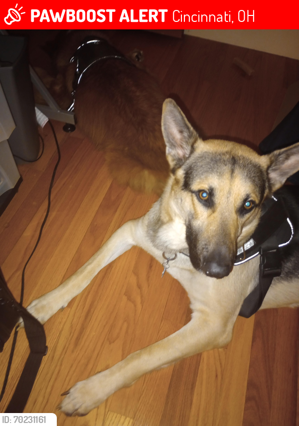 Lost Male Dog last seen Belmont and Hamilton /Colrain and Northbend, Cincinnati, OH 45224