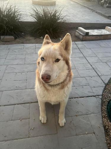 Lost Male Dog last seen 47th and Pearblossom , Palmdale, CA 93552