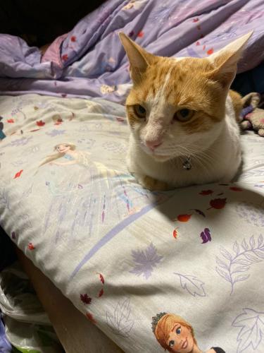 Lost Male Cat last seen On the Perris and Alessandro intersection, near the AMPM, Moreno Valley, CA 92553
