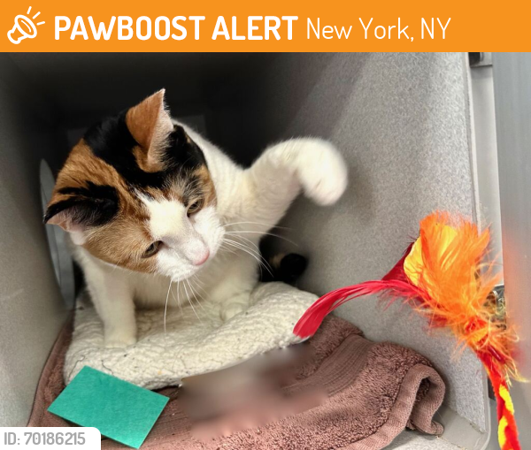 Shelter Stray Female Cat last seen Near S 138th Street, BRONX, NY, 10454, New York, NY 10029