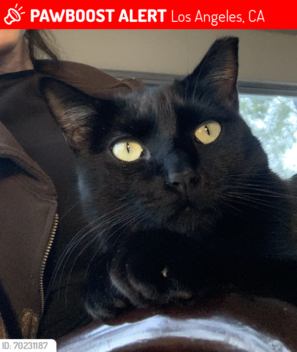 Lost Male Cat last seen Medina rd and Ave San Luis, Los Angeles, CA 91364