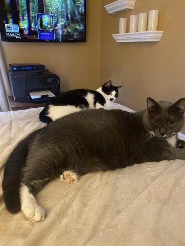 Lost Male Cat last seen South Glencove Road and Erickson, Syracuse, NY 13206