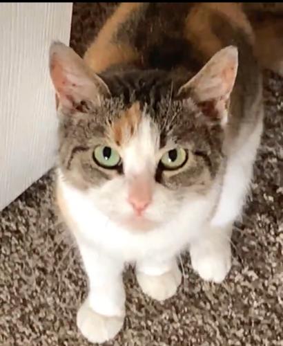 Lost Female Cat last seen Near East 98th Street, Tulsa, OK 74133