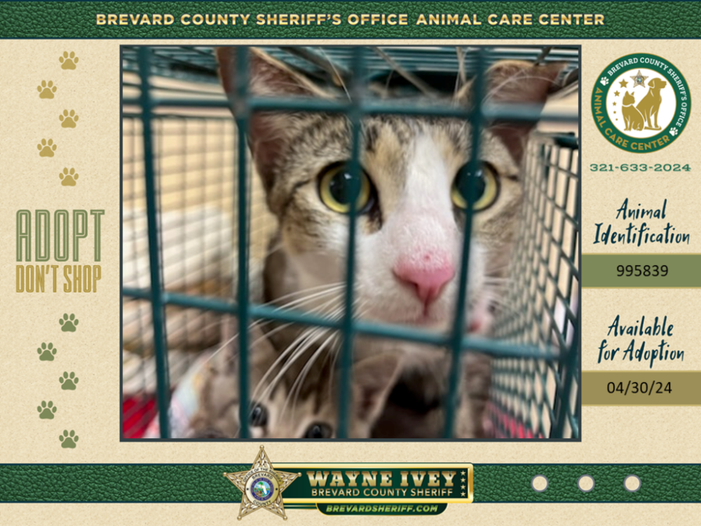 Shelter Stray Female Cat last seen Near Hansen Avenue, MELBOURNE, FL, 32908, Melbourne, FL 32934