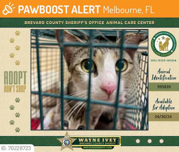 Shelter Stray Female Cat last seen Near Hansen Avenue, MELBOURNE, FL, 32908, Melbourne, FL 32934