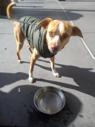 Lost Male Dog last seen Bart/Caltrain Station , Millbrae, CA 94030
