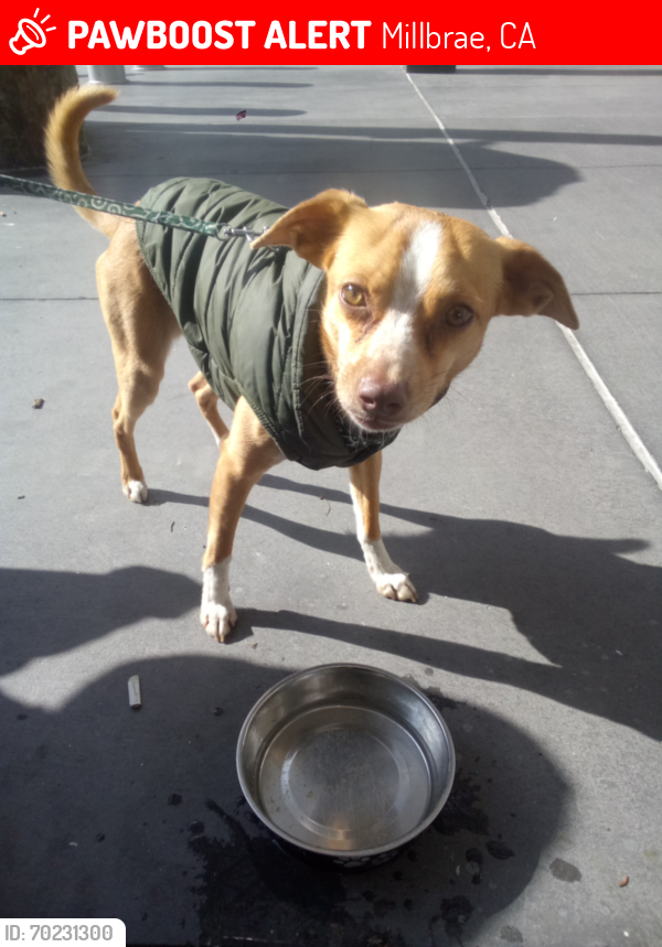 Lost Male Dog last seen Milbrae & S. San Francisco Bart/Caltrain Station , Millbrae, CA 94030