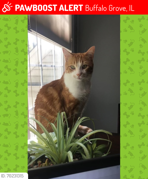 Lost Male Cat last seen Mill Creek Park Area (University/Old Arlington Heights Road and Arlington Heights Road), Buffalo Grove, IL 60089