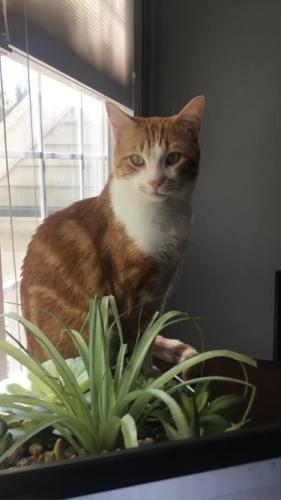 Lost Male Cat last seen Mill Creek Park Area (University/Old Arlington Heights Road and Arlington Heights Road), Buffalo Grove, IL 60089