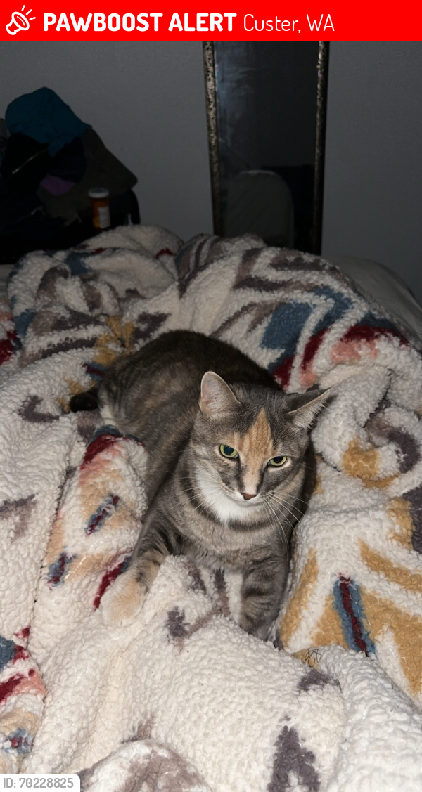 Lost Female Cat last seen Mcgee rd & Valleyview rd, Custer, WA 98240