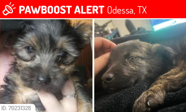 Lost Male Dog last seen Odessa college , Odessa, TX 79764