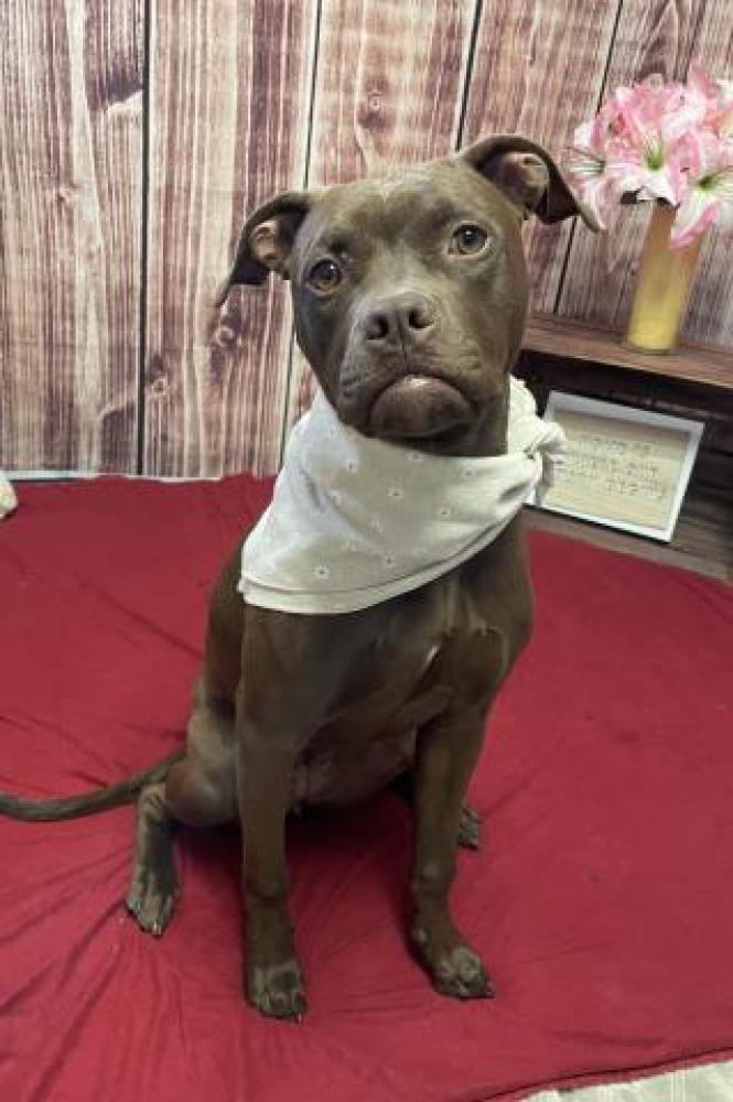 Shelter Stray Female Dog last seen CANFIELD/AVERY, DETROIT, MI 48208, Detroit, MI 48211