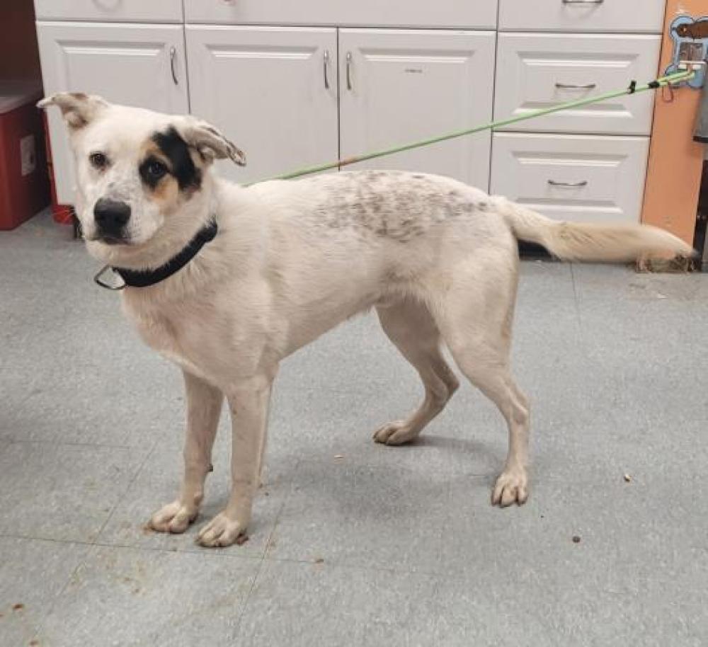 Shelter Stray Male Dog last seen SARENA/CECIL, DETROIT, MI 48210, Detroit, MI 48211