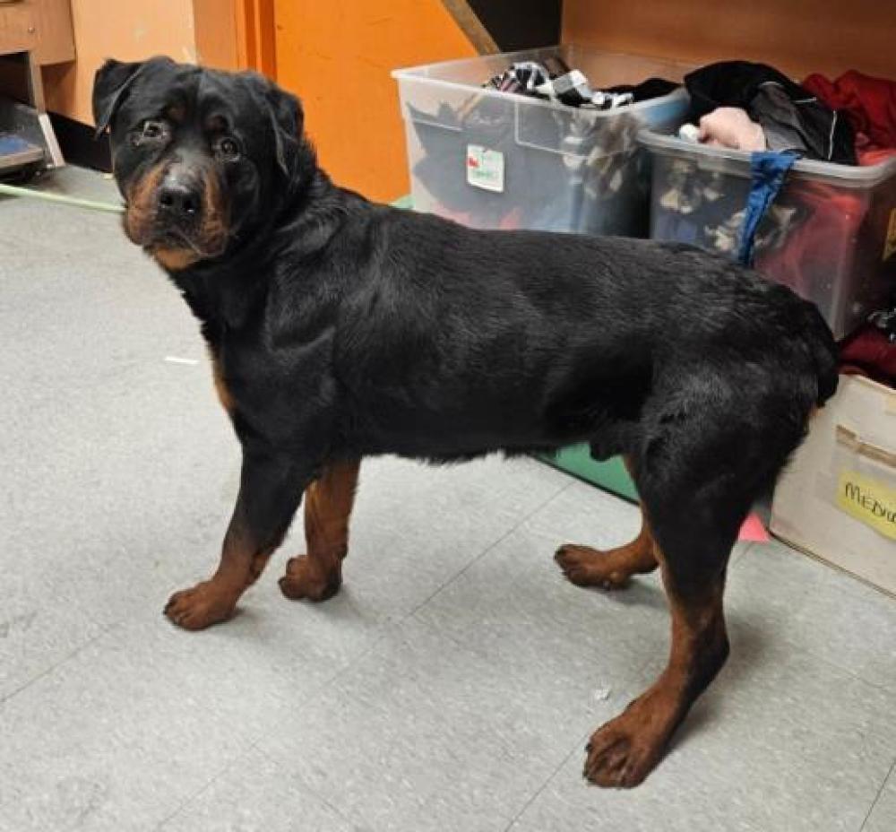 Shelter Stray Male Dog last seen Near BLOCK MILITARY ST, DETROIT, MI 48210, Detroit, MI 48211
