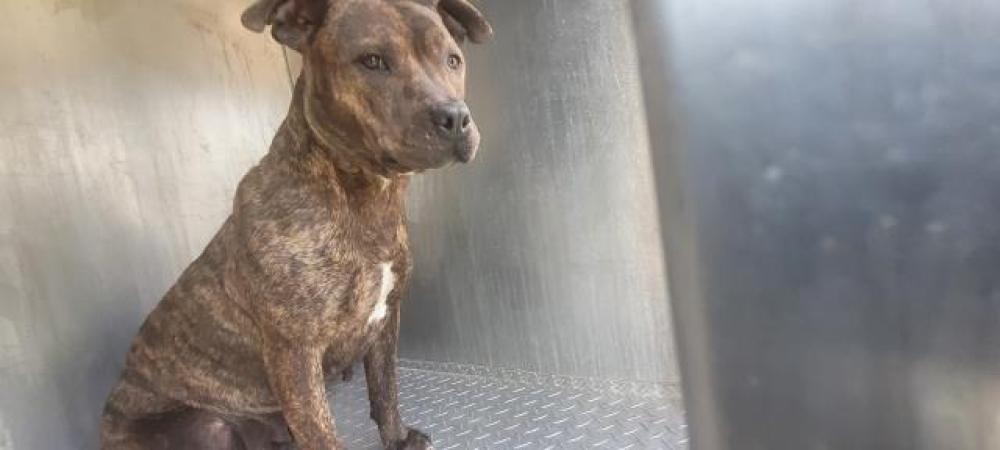 Shelter Stray Female Dog last seen Near BLOCK HAMBURG ST, DETROIT, MI 48205, Detroit, MI 48211