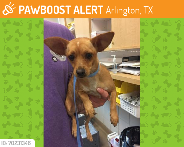 Found/Stray Female Dog last seen Curry Rd Arlington across from park, Arlington, TX 76001