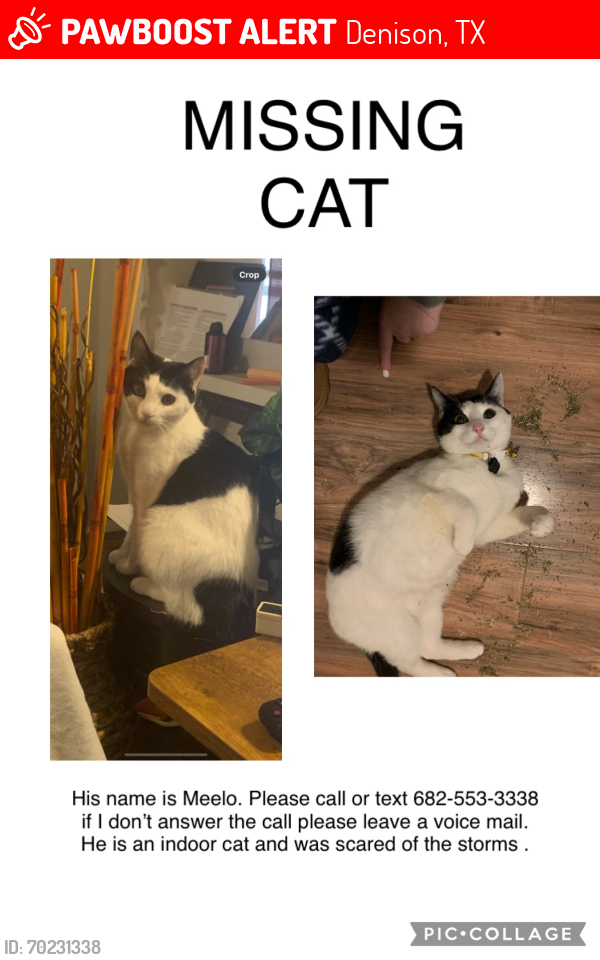 Lost Male Cat last seen Chase street near champion coolers, Denison, TX 75020