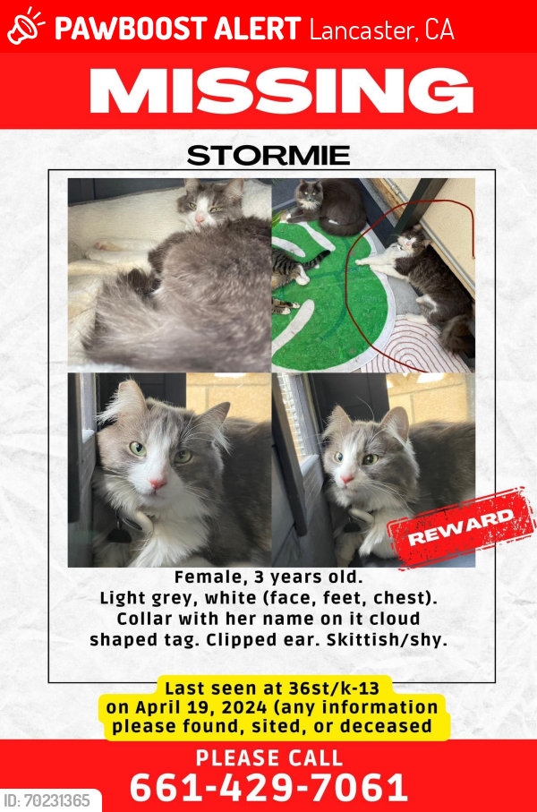 Lost Female Cat last seen 36th Street/K-13 Lancaster California, Lancaster, CA 93536
