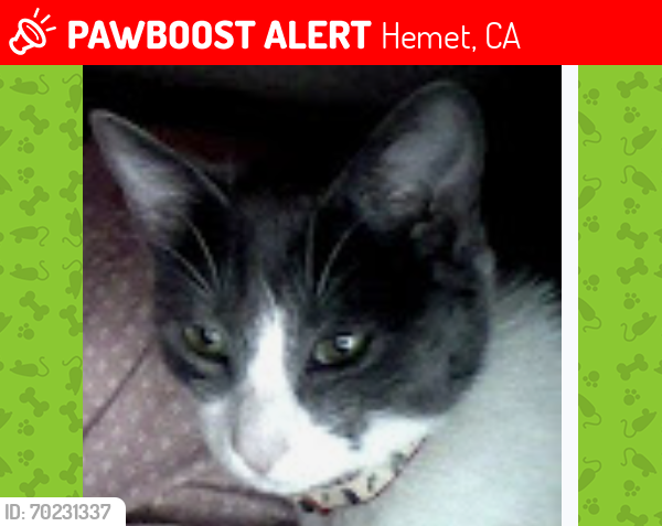 Lost Female Cat last seen E Menlo , Hemet, CA 92583