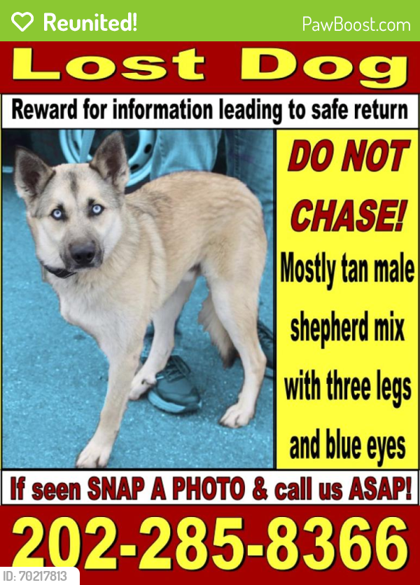 Reunited Male Dog last seen Jeffrey Road, Great Falls, VA 22066