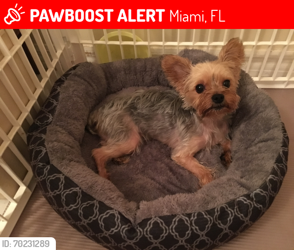 Lost Female Dog last seen Garden Hills development, West Kendall, Miami, FL 33196