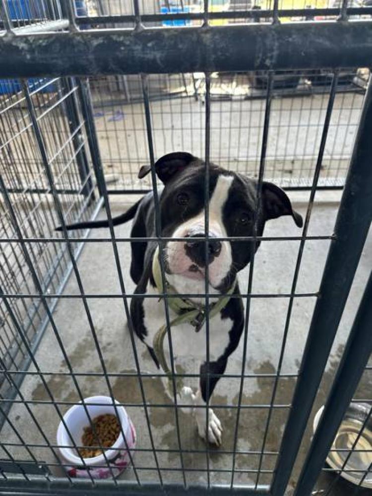 Shelter Stray Male Dog last seen Near N 30TH, 70802, LA, Baton Rouge, LA 70820