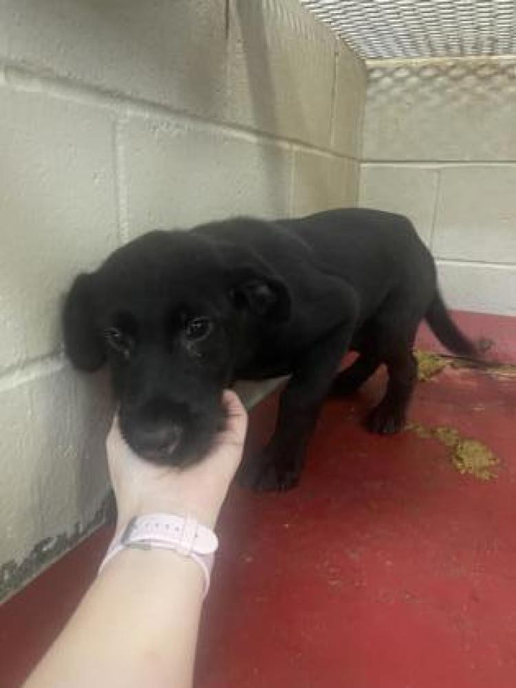 Shelter Stray Male Dog last seen Temple, GA , Carrollton, GA 30117