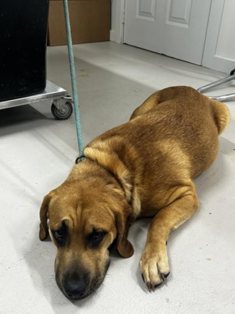 Shelter Stray Female Dog last seen Carroll County, GA , Carrollton, GA 30117