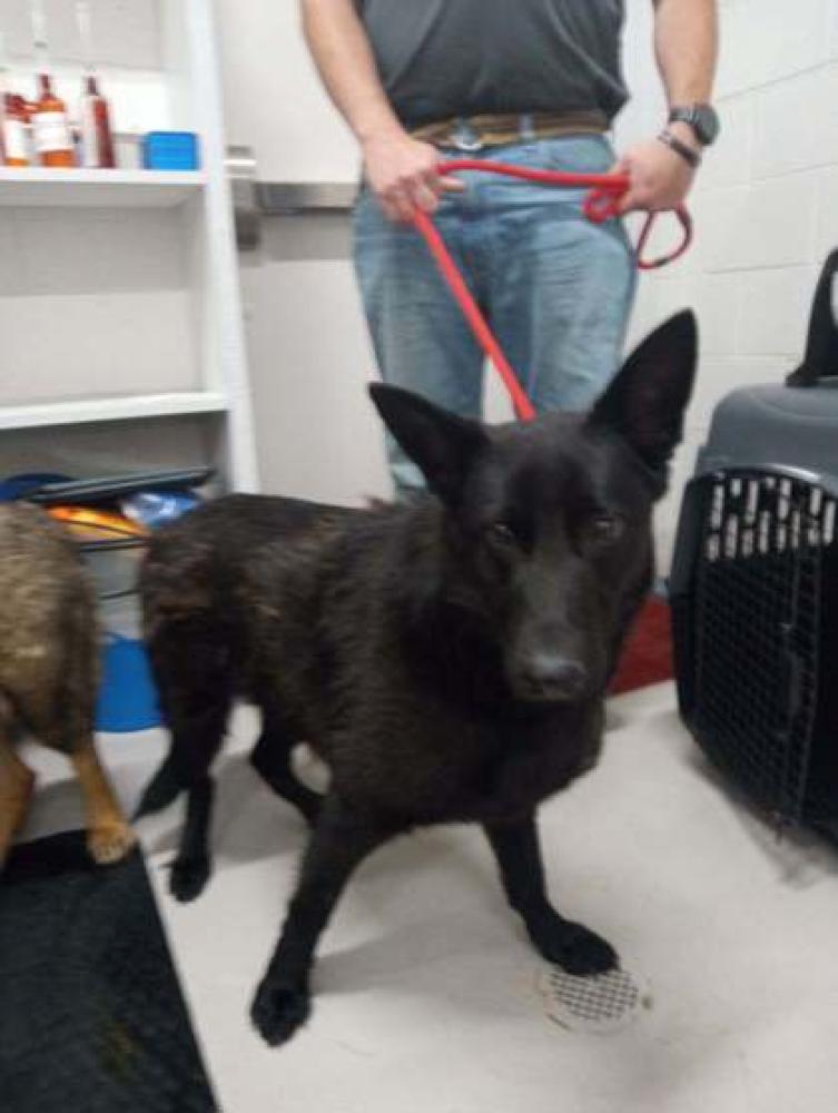 Shelter Stray Female Dog last seen Villa Rica, GA 30180, Carrollton, GA 30117