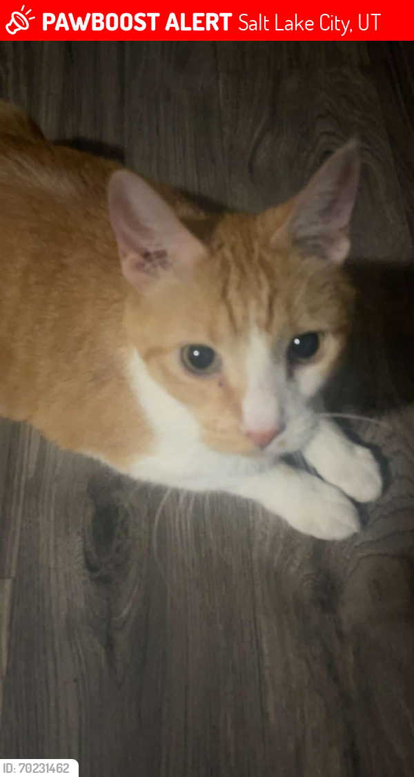 Lost Male Cat last seen Near Dewberry Ln, Taylorsville, UT 84129, Salt Lake City, UT 84129