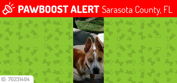 Lost Female Dog last seen Manasota Beach Rd. and 776., Sarasota County, FL 34293